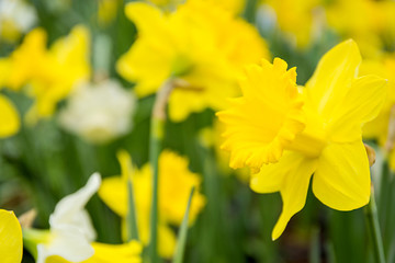 Beautiful yellow narcissus or daffodil flowers. Small DOF. Close-up.