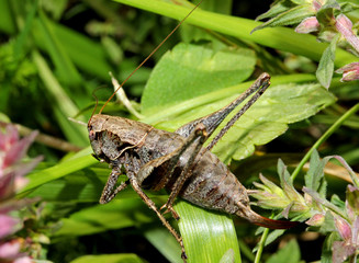 grillastro grigio (Pholidoptera griseoaptera)