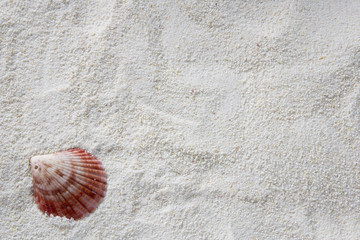 Shell on the beach - copy space, top view