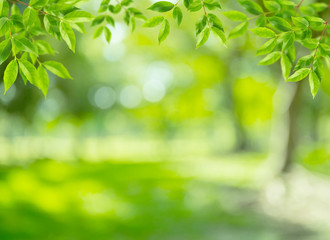 Fototapeta na wymiar natural green background with leaf selective focus