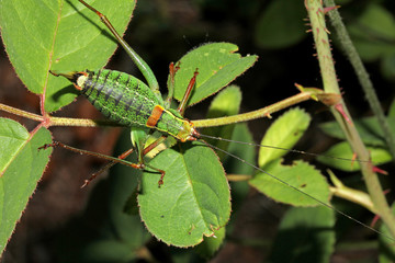 grillastro verde (Poecilimon)