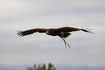 Harris Hawk