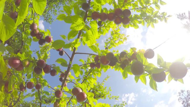 a large cluster of fruits on a branch of a panorama circling against the sky