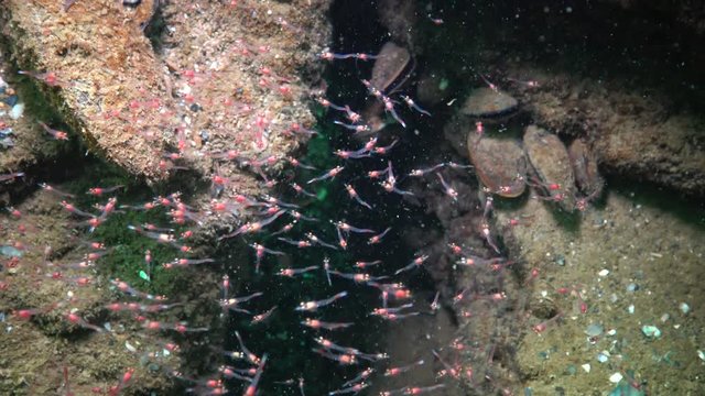 Mysida sp. A flock of small crustaceans, Mysida between rocks in the Black Sea, Odessa Bay.