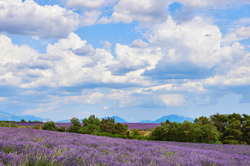Naklejka na ściany i meble Landscape of Provence with lavender