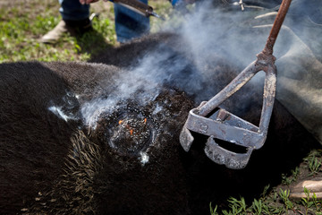 Farmhands branding a young steer