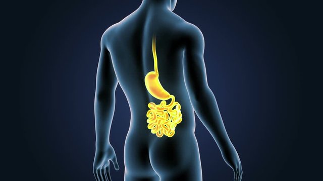 Stomach and Small Intestine with Body Closeup