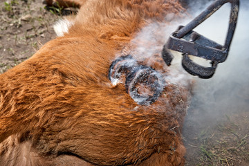 Brand applied to a steer using a branding iron