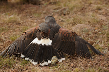 Harris Hawk