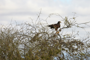 Harris Hawk