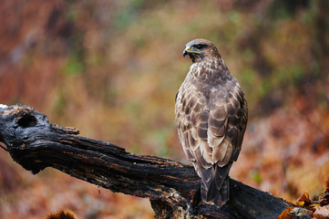 Buzzard perched on a branch