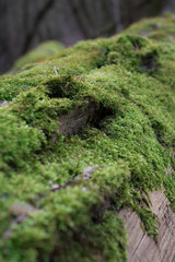 Moss of the woods #2