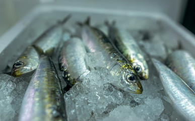 Sardinhas 