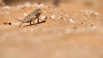 Baby Namaqua chameleon