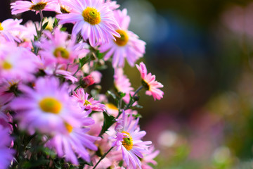 Obraz premium Pink chrysanthemum