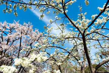満開のスモモとベニバスモモの競演