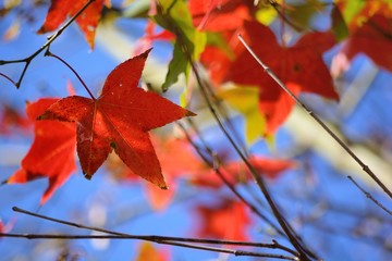 Maple Leaf is Autumn background with red & yellow leaves