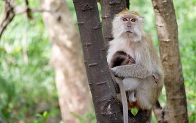 Monkey sitting on a tree happily