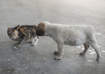 kitten and puppy on playing the street summer day