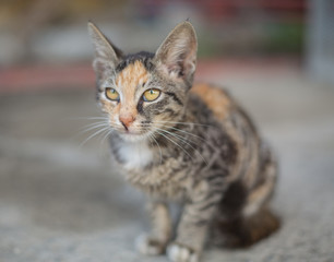 Homeless kitty on the streel summer day