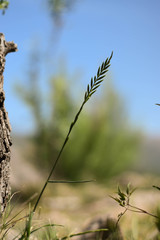 Planta silvestre verde con fondo borroso
