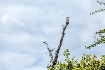 European Roller