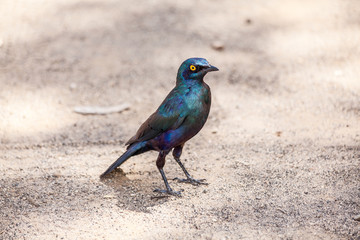 Cape Glossy Starling