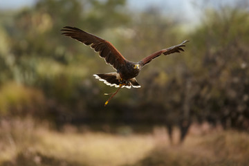 Harris Hawk