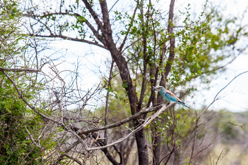 European Roller