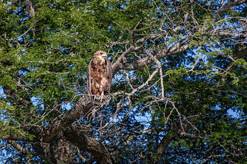 Wahlberg's Eagle