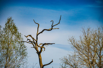 Bare tree, blue sky background