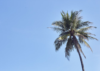 Fototapeta na wymiar palm tree background blue clear sky