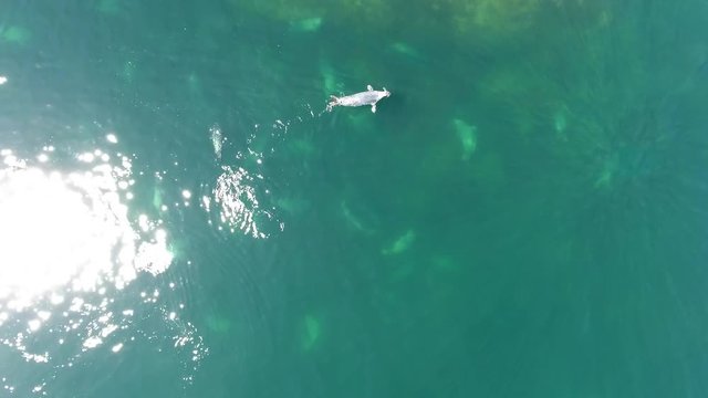 Aerial amazing shot of a pod of grey seal swimming in Cape Breton