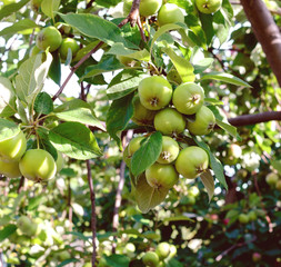 Apples ripen on the tree.
