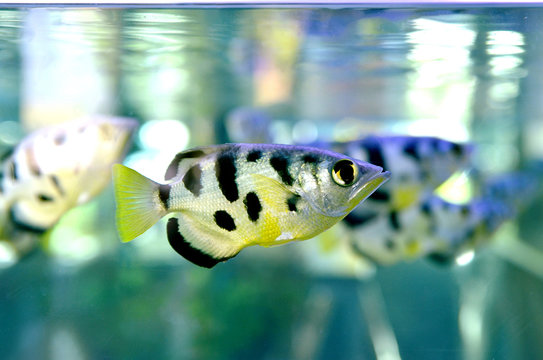 tiger fish in fish tank