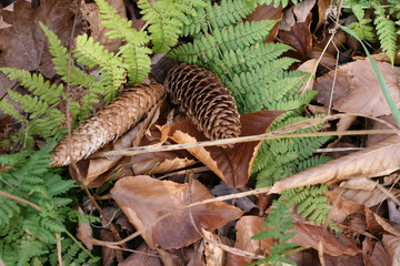 Close up of a brown pine cone.  Nature background