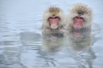 Fototapeta premium 温泉に入るニホンザル