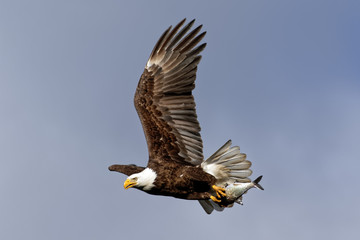 Bald Eagle Flying with a Fish