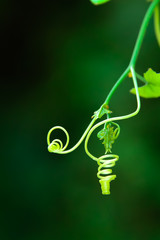 tendril