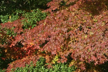 leaves falling