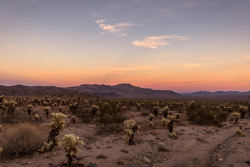 Naklejka premium the joshua tree
