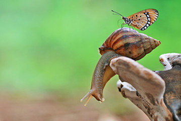 Snail And Butterfly