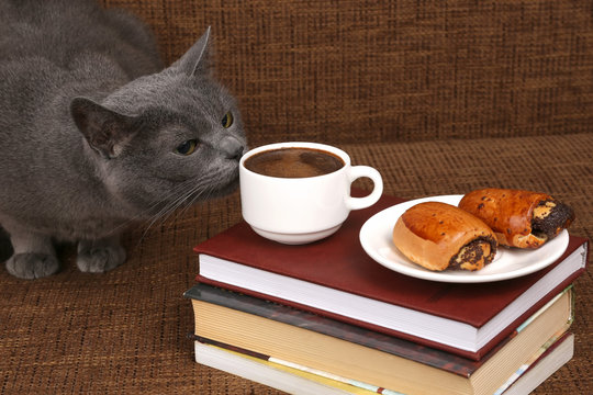grey cat sniffing a white Cup of black coffee.