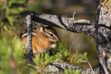 Naklejka na ściany i meble Least chipmunk eating nuts on a tree, Yellowstone National Park