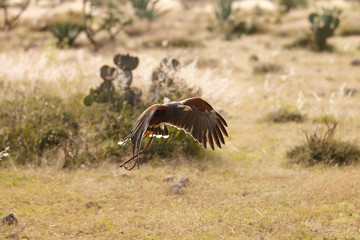 Harris Hawk
