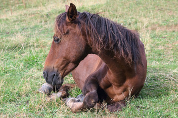 the horse rests on the grass after lunch.