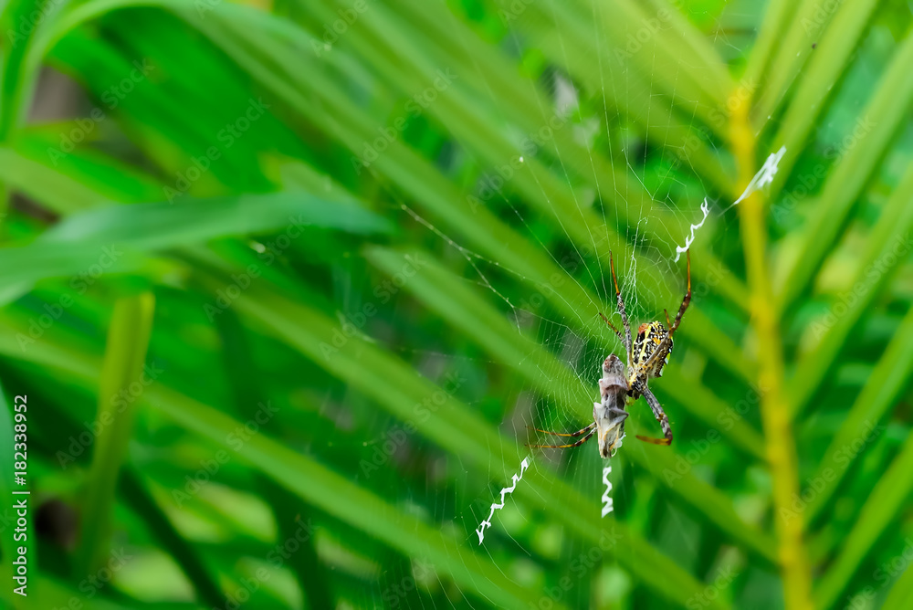 Wall mural spider with its prey