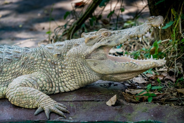 White Crocodile in the zoo