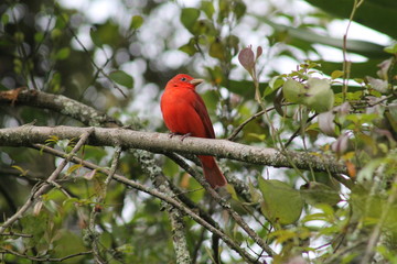 Tangara migratoria