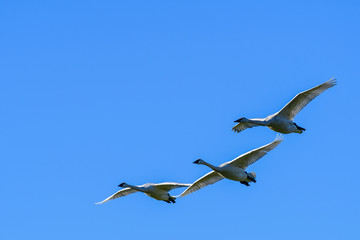 Trumpeter Swans in flight  over Skagit Valley, WA